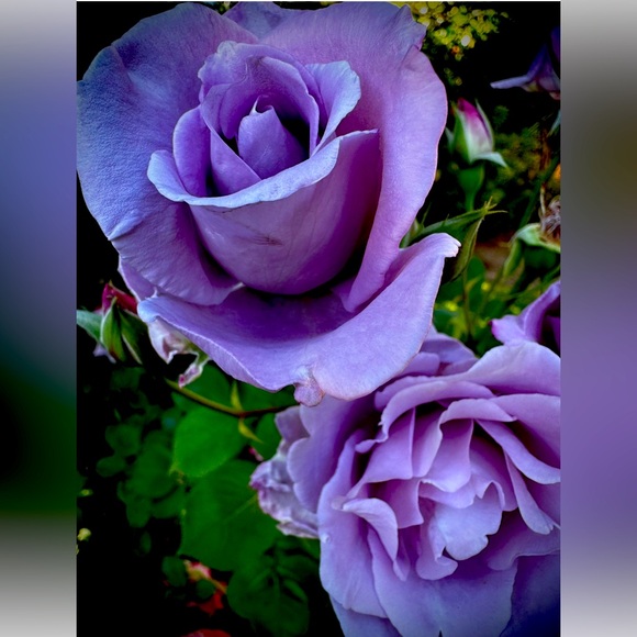 Order Today - Picture 1 of 1